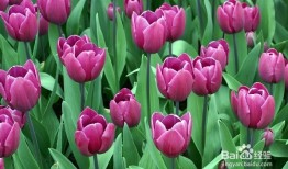 《种郁金香的喜和愁》