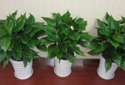 万年青叶子发黄了别慌看看这篇故事就懂