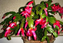 一盆蟹爪兰与独居女孩的相互治愈