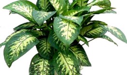 万年青养护故事：俺的绿植成长记