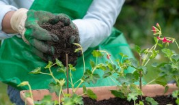 三七花盆栽种植记