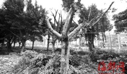 三层榕树修剪记