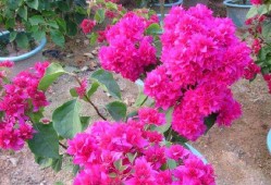 三角梅不开花别急看看老园丁咋整