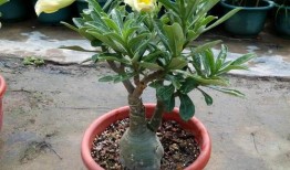 《阿婆的玫瑰与邻家爷爷的水壶》